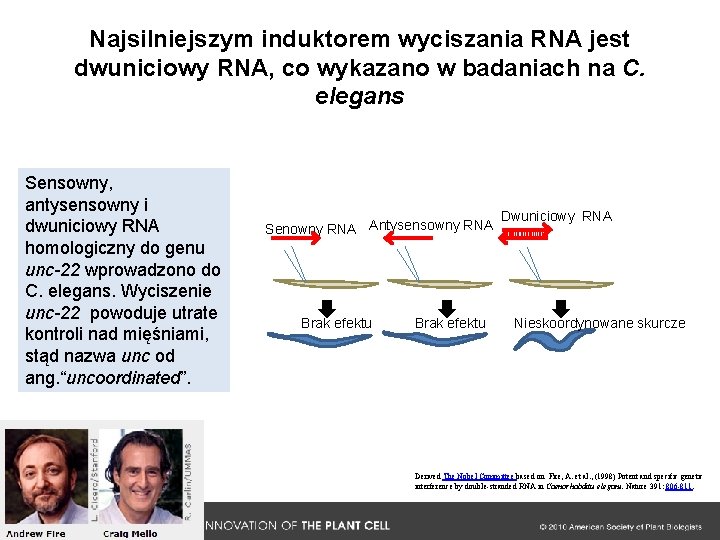 Najsilniejszym induktorem wyciszania RNA jest dwuniciowy RNA, co wykazano w badaniach na C. elegans