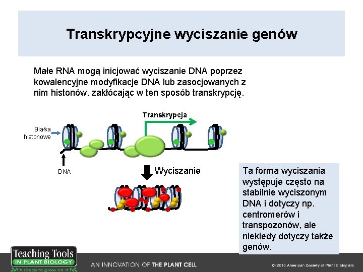 Transkrypcyjne wyciszanie genów Małe RNA mogą inicjować wyciszanie DNA poprzez kowalencyjne modyfikacje DNA lub