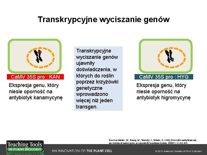 Transkrypcyjne wyciszanie genów Ca. MV 35 S pro : KAN Ekspresja genu, który niesie