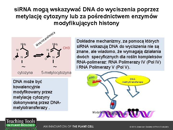 si. RNA mogą wskazywać DNA do wyciszenia poprzez metylację cytozyny lub za pośrednictwem enzymów