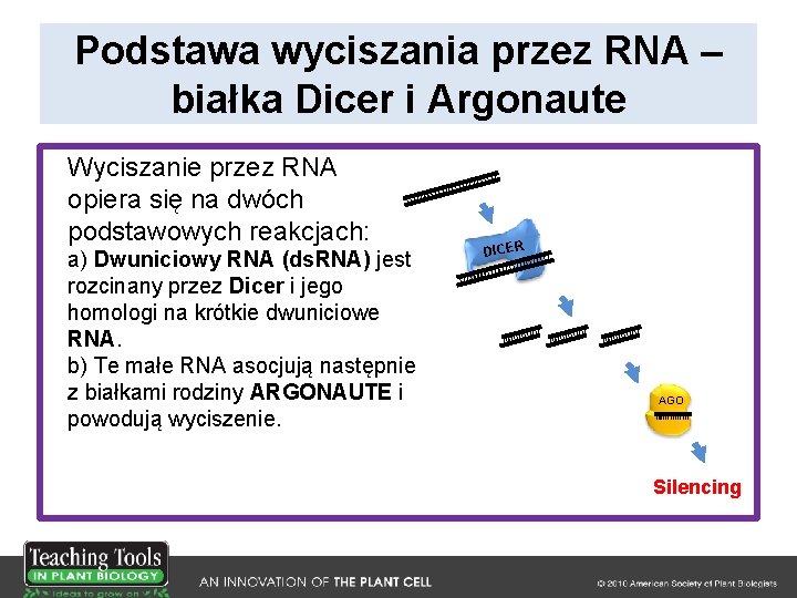 Podstawa wyciszania przez RNA – białka Dicer i Argonaute Wyciszanie przez RNA opiera się