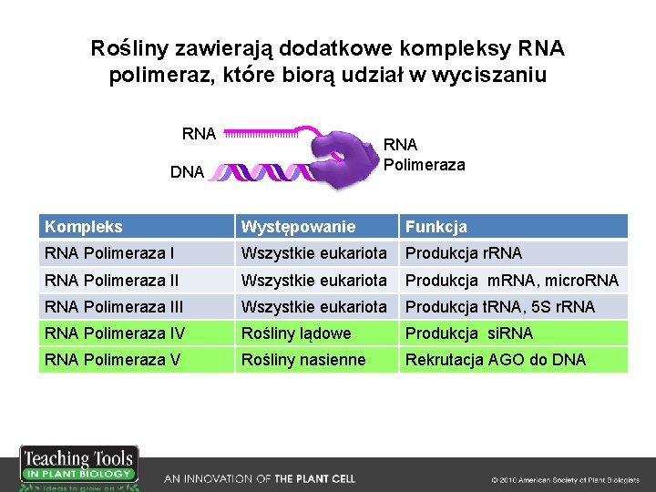 Rośliny zawierają dodatkowe kompleksy RNA polimeraz, które biorą udział w wyciszaniu RNA Polimeraza DNA