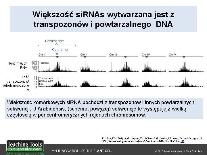 Większość si. RNAs wytwarzana jest z transpozonów i powtarzalnego DNA Chromosom Centromer Ilość małych