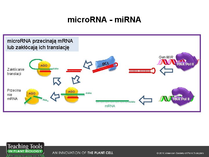 micro. RNA - mi. RNA micro. RNA przecinają m. RNA lub zakłócają ich translację