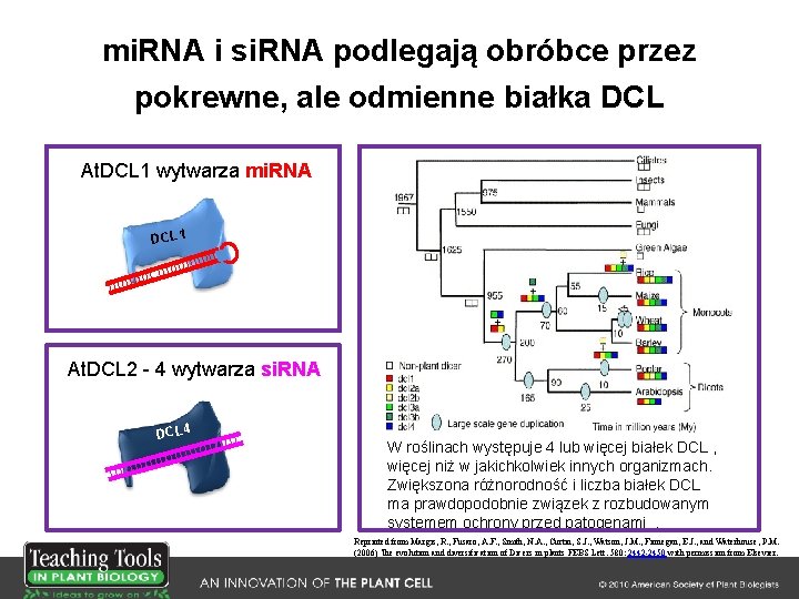 mi. RNA i si. RNA podlegają obróbce przez pokrewne, ale odmienne białka DCL At.