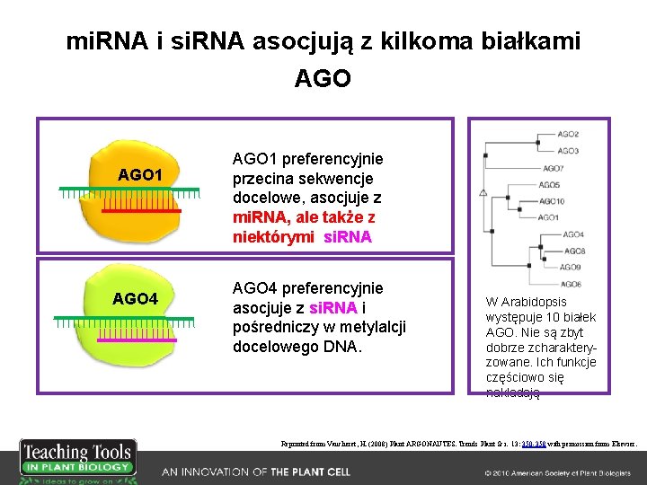 mi. RNA i si. RNA asocjują z kilkoma białkami AGO 1 AGO 4 AGO