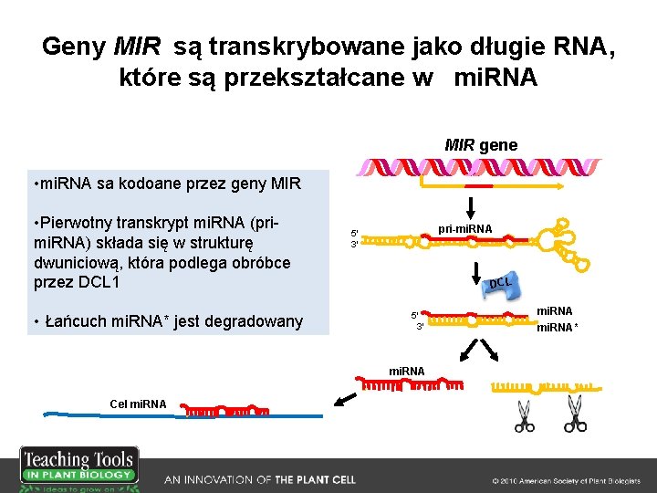 Geny MIR są transkrybowane jako długie RNA, które są przekształcane w mi. RNA MIR