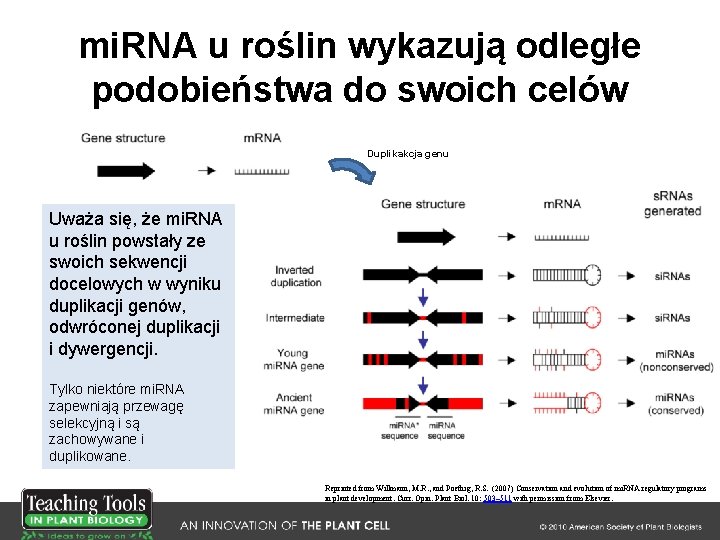 mi. RNA u roślin wykazują odległe podobieństwa do swoich celów Duplikakcja genu Uważa się,