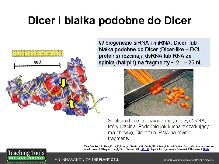 Dicer i białka podobne do Dicer W biogenezie si. RNA i mi. RNA, Dicer