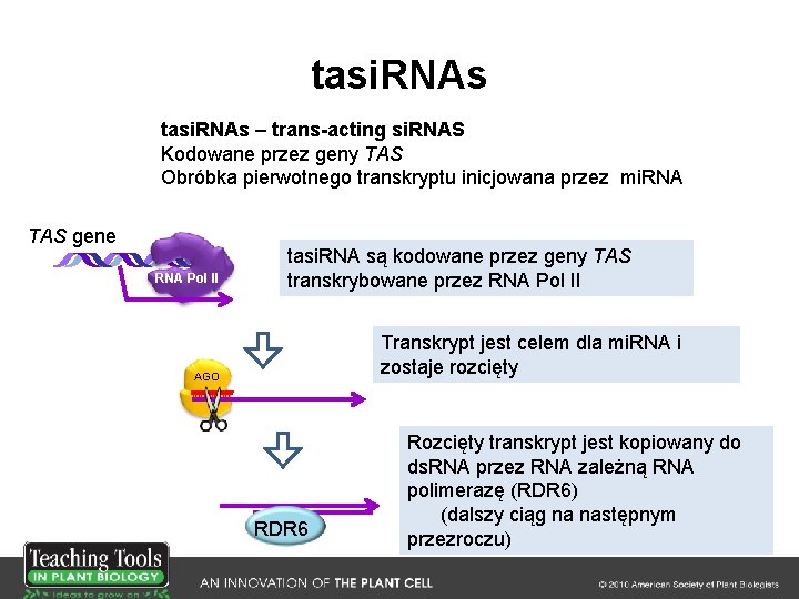 tasi. RNAs – trans-acting si. RNAS Kodowane przez geny TAS Obróbka pierwotnego transkryptu inicjowana