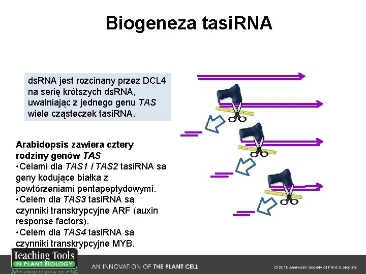 Biogeneza tasi. RNA ds. RNA jest rozcinany przez DCL 4 na serię krótszych ds.