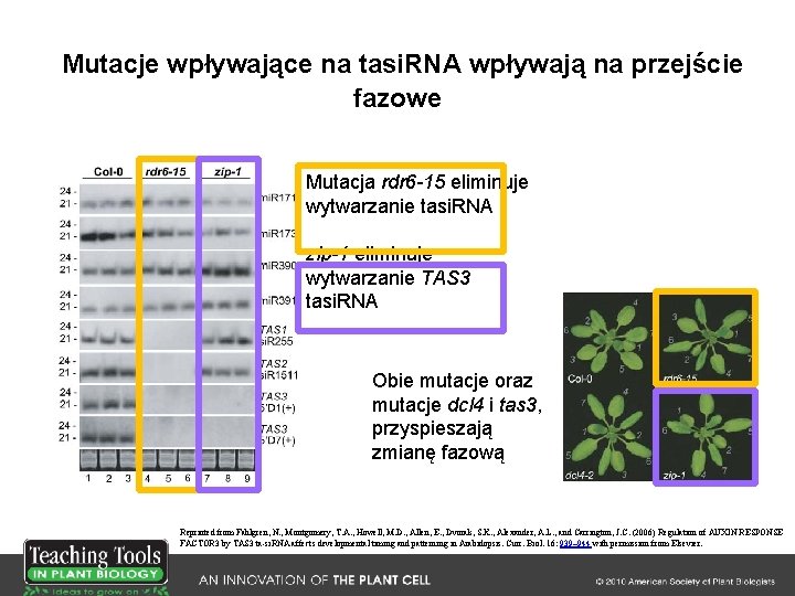 Mutacje wpływające na tasi. RNA wpływają na przejście fazowe Mutacja rdr 6 -15 eliminuje