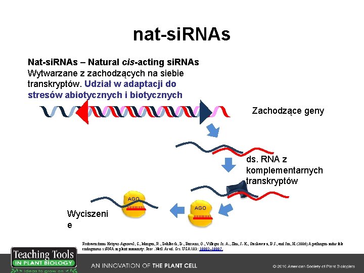 nat-si. RNAs Nat-si. RNAs – Natural cis-acting si. RNAs Wytwarzane z zachodzących na siebie