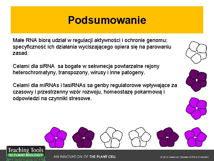 Podsumowanie Małe RNA biorą udział w regulacji aktywności i ochronie genomu; specyficzność ich działania