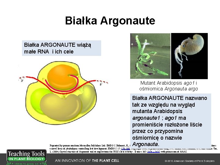 Białka Argonaute Białka ARGONAUTE wiążą małe RNA i ich cele Mutant Arabidopsis ago 1