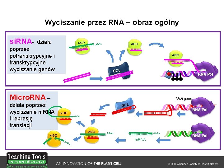 Wyciszanie przez RNA – obraz ogólny si. RNA- działa AGO AAAn poprzez potranskrypcyjne i