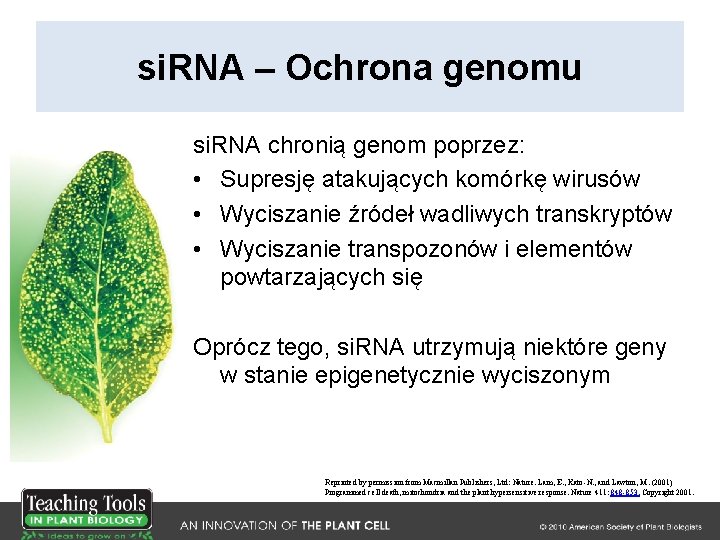 si. RNA – Ochrona genomu si. RNA chronią genom poprzez: • Supresję atakujących komórkę