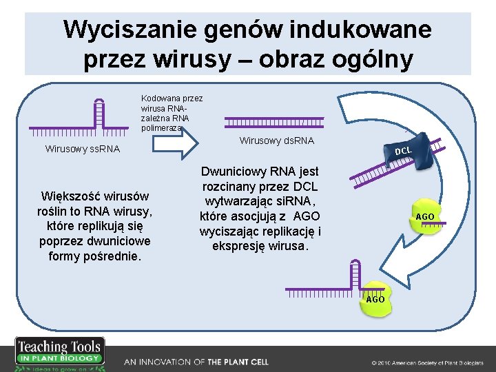 Wyciszanie genów indukowane przez wirusy – obraz ogólny Kodowana przez wirusa RNAzależna RNA polimeraza