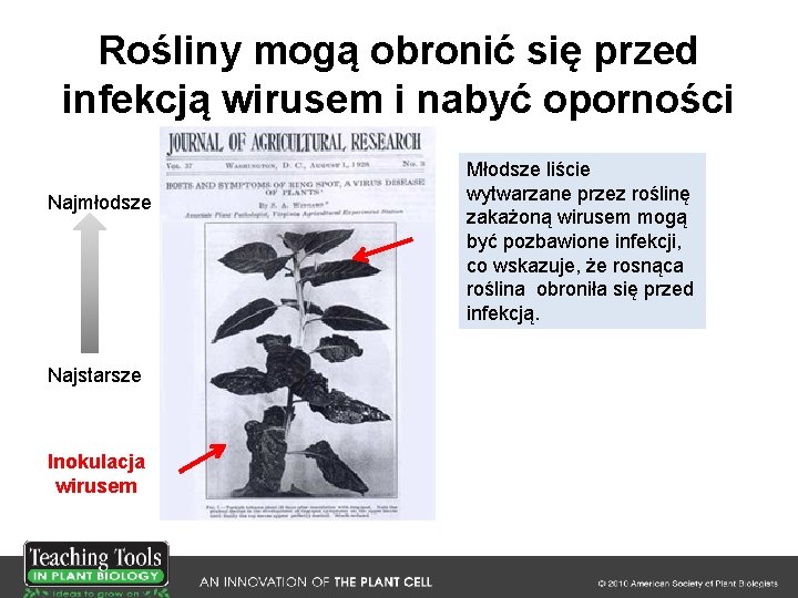 Rośliny mogą obronić się przed infekcją wirusem i nabyć oporności Najmłodsze Najstarsze Inokulacja wirusem