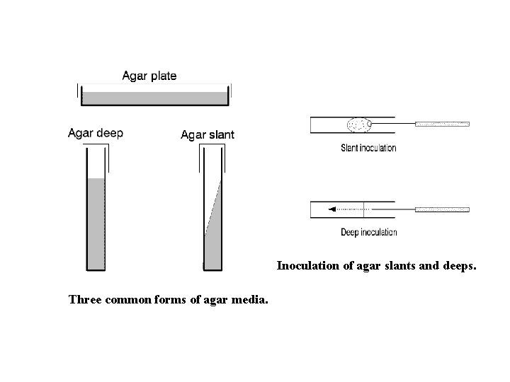 Sterile Technique Pure Culture Concept Why To protect
