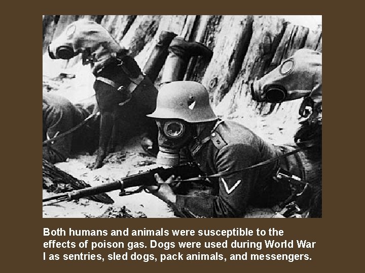 Both humans and animals were susceptible to the effects of poison gas. Dogs were