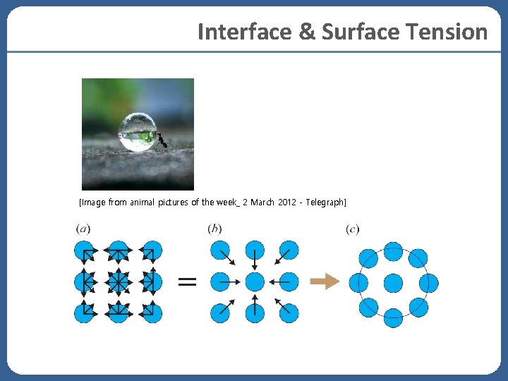 Interface & Surface Tension [Image from animal pictures of the week_ 2 March 2012 Interface & Surface Tension [Image from animal pictures of the week_ 2 March 2012