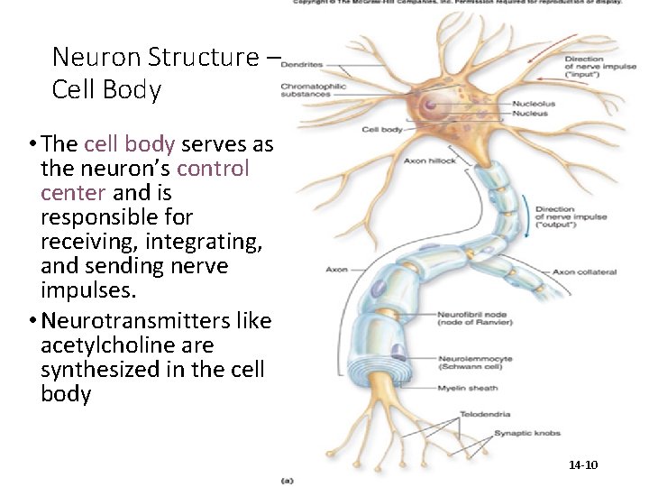Neuron Structure – Cell Body • The cell body serves as the neuron’s control