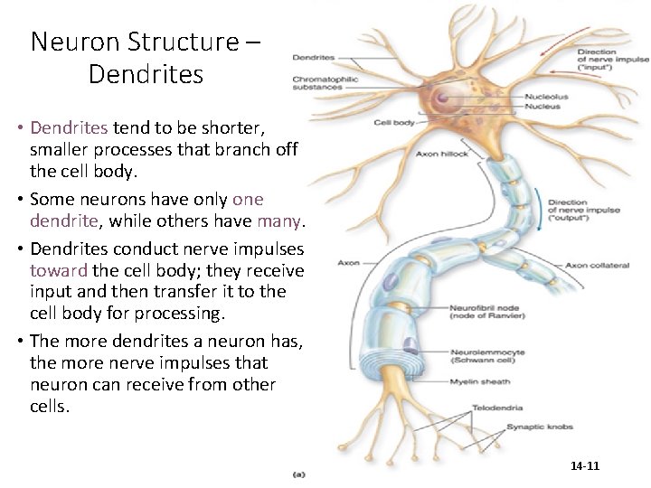 Neuron Structure – Dendrites • Dendrites tend to be shorter, smaller processes that branch