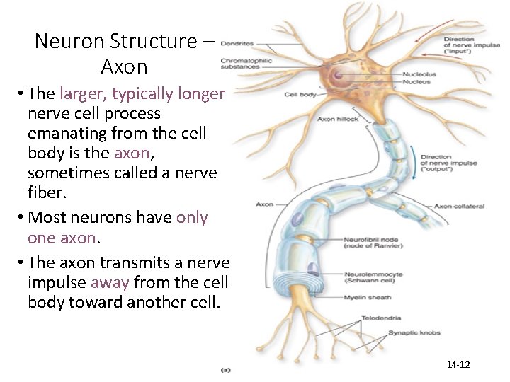 Neuron Structure – Axon • The larger, typically longer nerve cell process emanating from