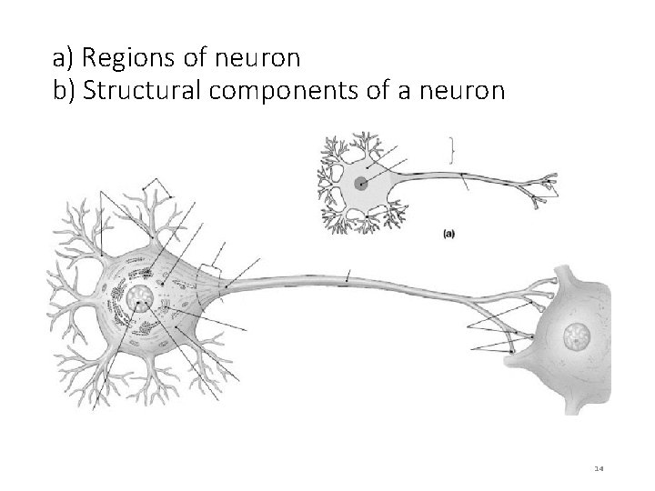 a) Regions of neuron b) Structural components of a neuron 14 