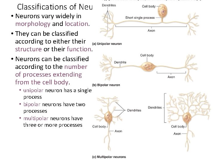 Classifications of Neurons • Neurons vary widely in morphology and location. • They can