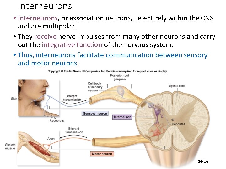 Interneurons • Interneurons, or association neurons, lie entirely within the CNS and are multipolar.