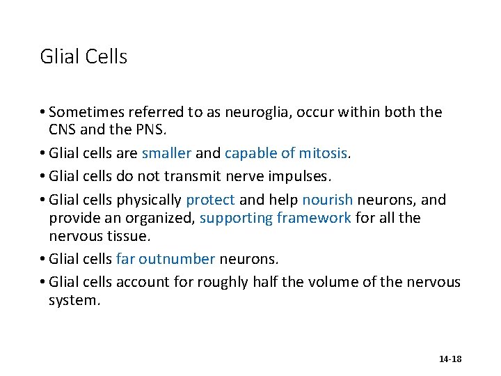 Glial Cells • Sometimes referred to as neuroglia, occur within both the CNS and