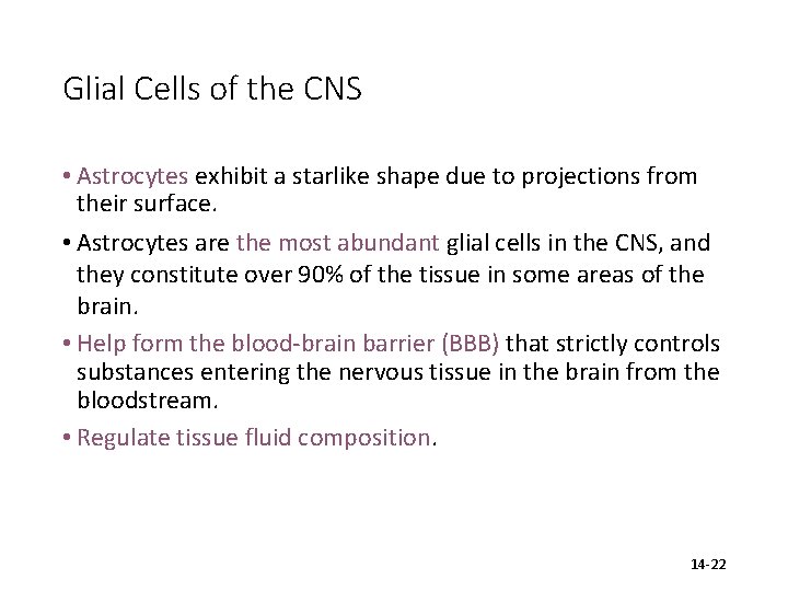 Glial Cells of the CNS • Astrocytes exhibit a starlike shape due to projections