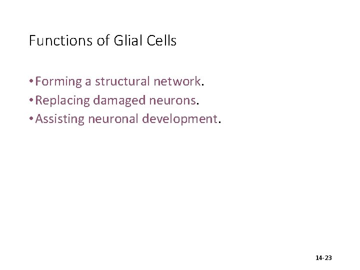 Functions of Glial Cells • Forming a structural network. • Replacing damaged neurons. •