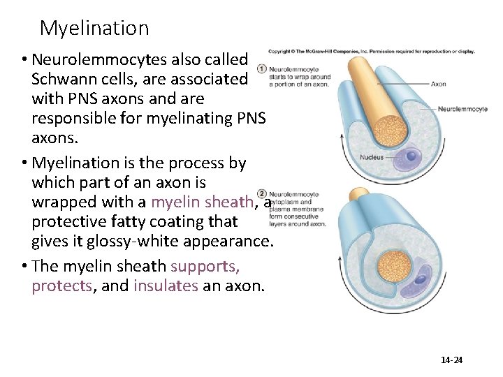 Myelination • Neurolemmocytes also called Schwann cells, are associated with PNS axons and are