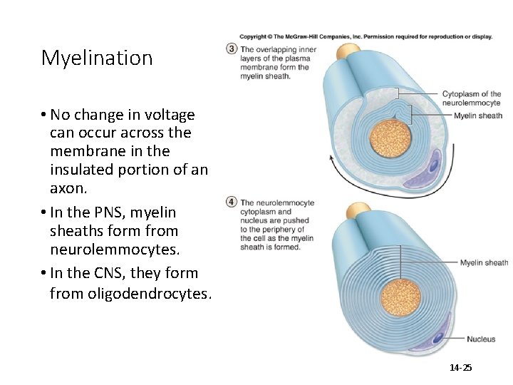Myelination • No change in voltage can occur across the membrane in the insulated