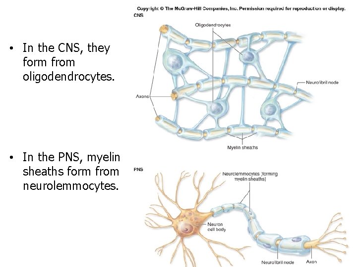  • In the CNS, they form from oligodendrocytes. • In the PNS, myelin