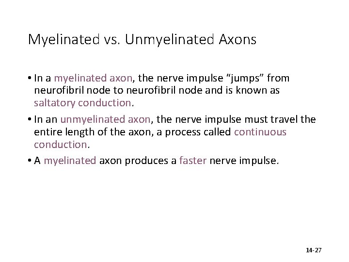 Myelinated vs. Unmyelinated Axons • In a myelinated axon, the nerve impulse “jumps” from