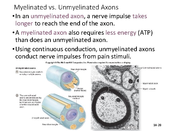 Myelinated vs. Unmyelinated Axons • In an unmyelinated axon, a nerve impulse takes longer