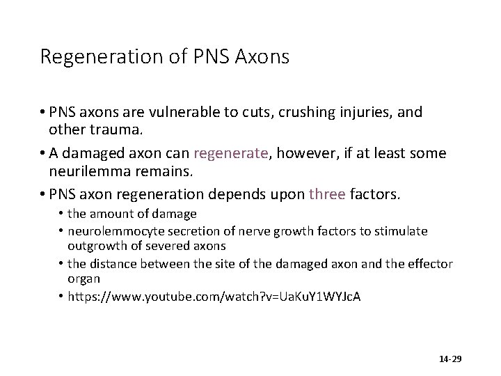 Regeneration of PNS Axons • PNS axons are vulnerable to cuts, crushing injuries, and