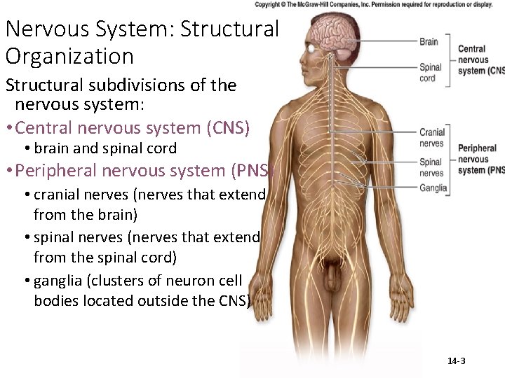 Nervous System: Structural Organization Structural subdivisions of the nervous system: • Central nervous system