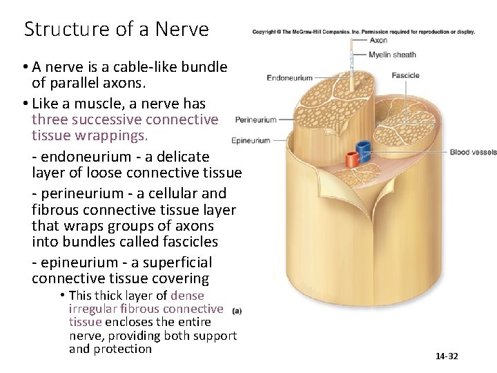 Structure of a Nerve • A nerve is a cable-like bundle of parallel axons.