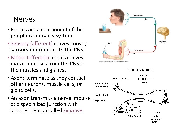 Nerves • Nerves are a component of the peripheral nervous system. • Sensory (afferent)