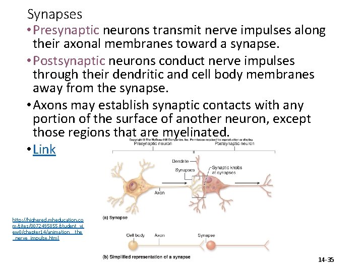 Synapses • Presynaptic neurons transmit nerve impulses along their axonal membranes toward a synapse.