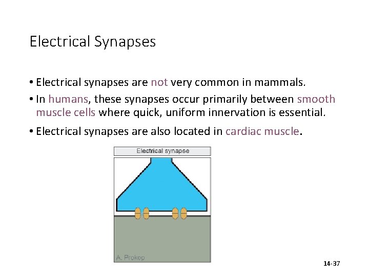 Electrical Synapses • Electrical synapses are not very common in mammals. • In humans,