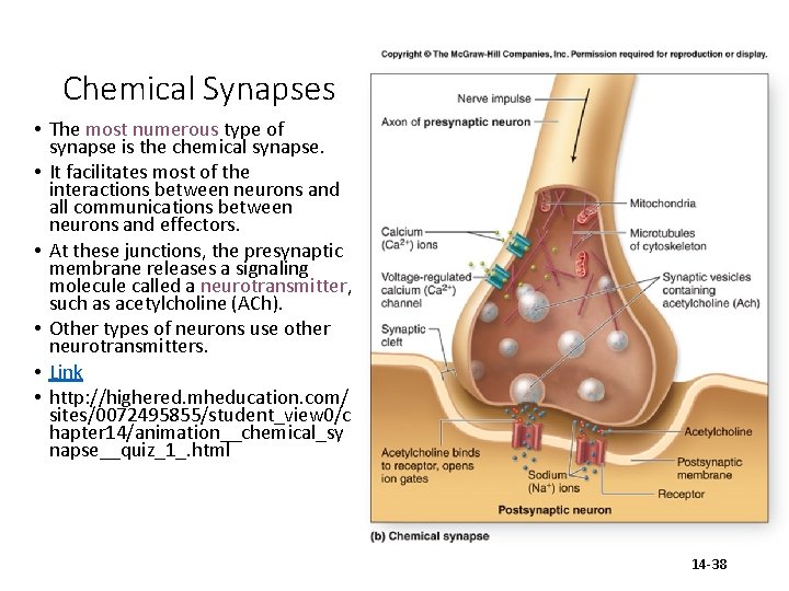 Chemical Synapses • The most numerous type of synapse is the chemical synapse. •