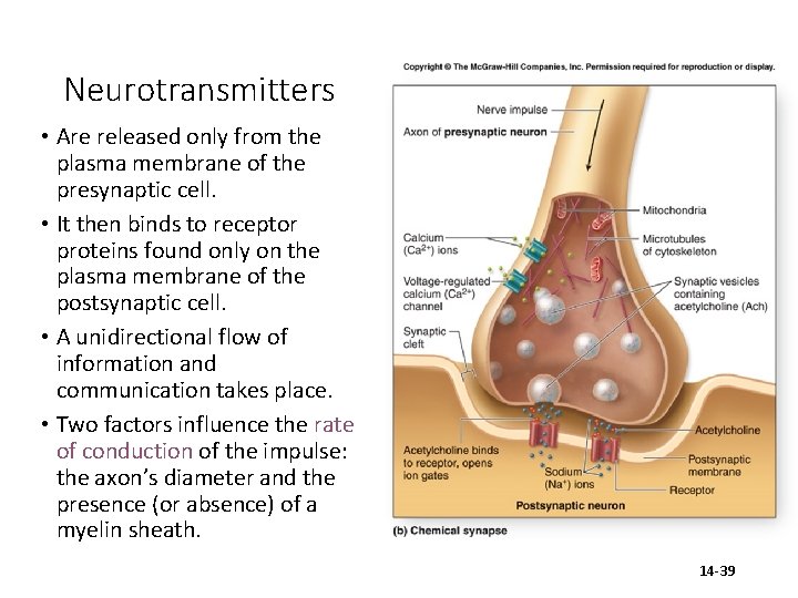 Neurotransmitters • Are released only from the plasma membrane of the presynaptic cell. •