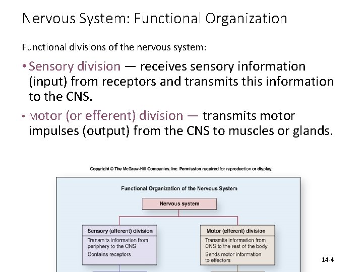 Nervous System: Functional Organization Functional divisions of the nervous system: • Sensory division —