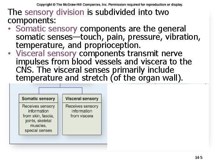 The sensory division is subdivided into two Sensory Division components: • Somatic sensory components